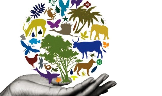 مجموعه کتب تنوع زیستی استان بوشهر برای کودکان چاپ می‌شود